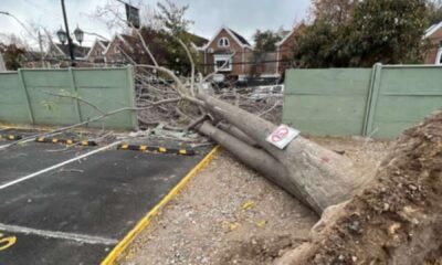 arbol caido cancha